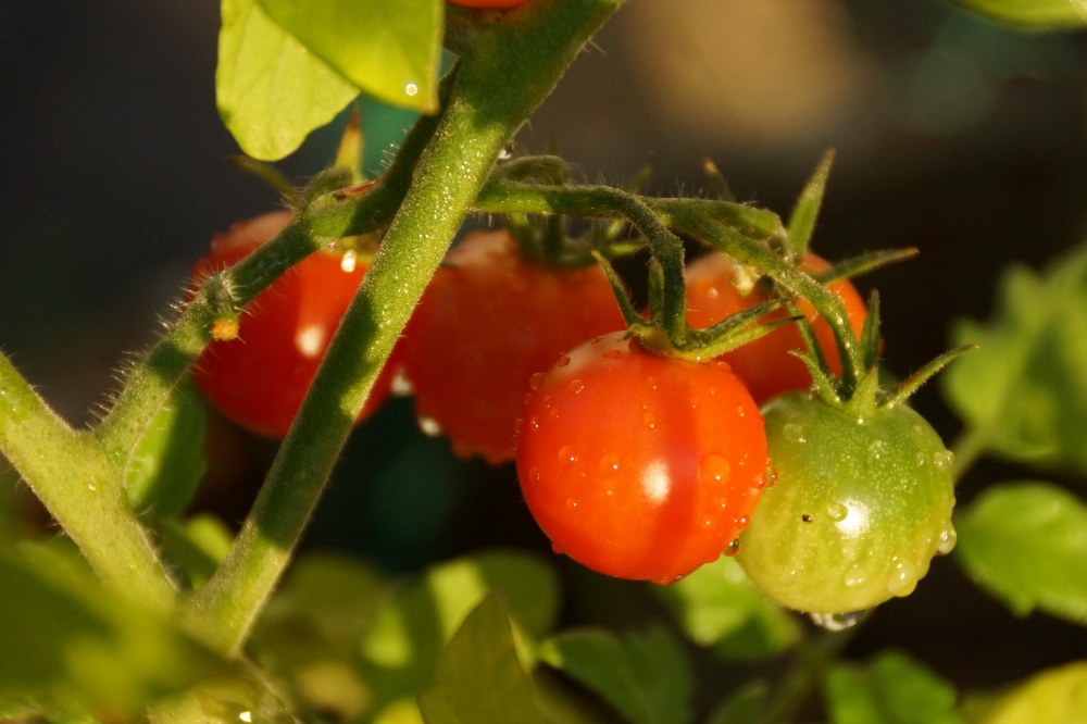 The wet and return of the heat greatly pleased plants around the shoreline.