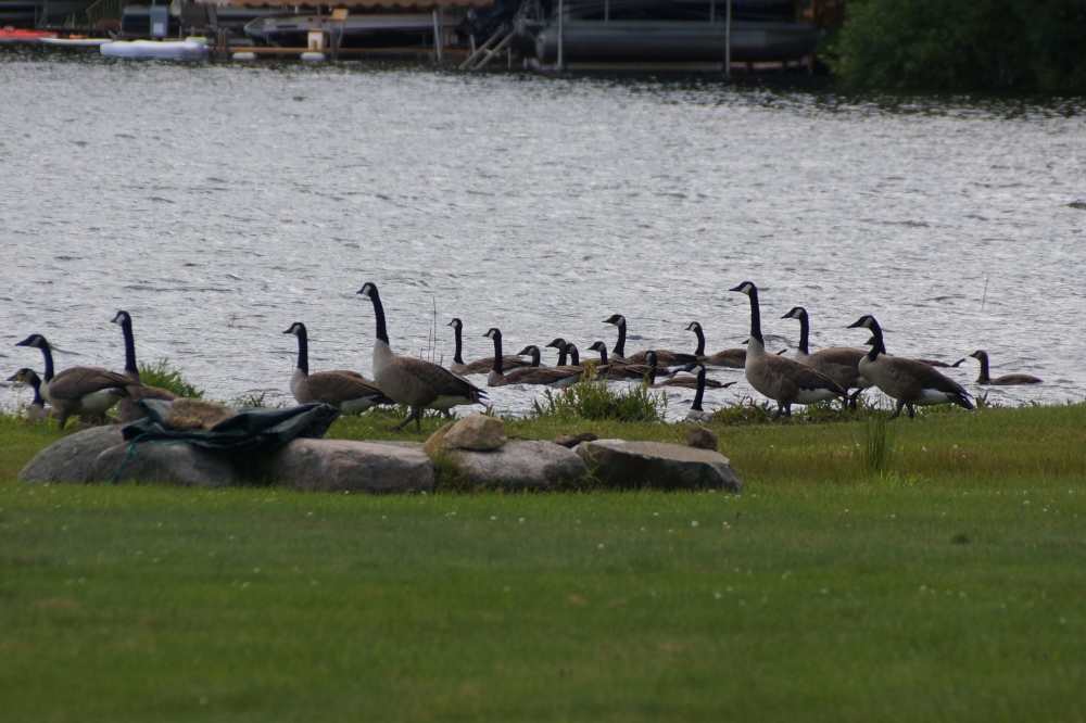 The goose show on the North end of the lake is randomly scheduled and honks a lot.