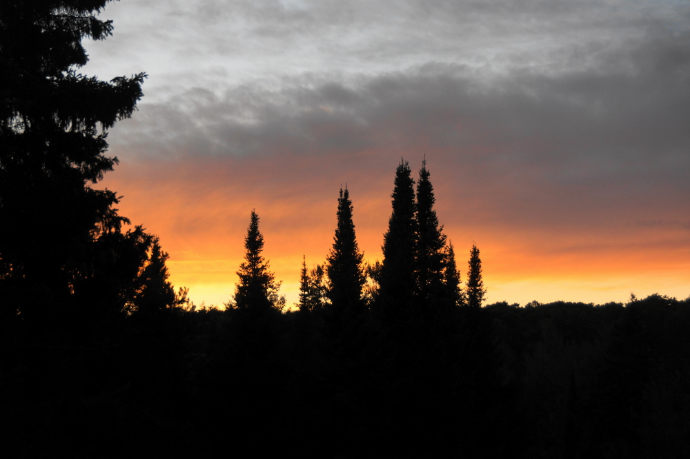The swarms have pushed sunsets into the realm of spectacular as light from the setting sun passes through blood engorged mosquitoes and adds more red than is usual to the evening sky.