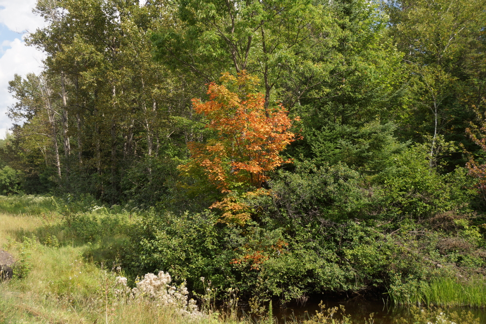 It was a little cooler last week, but still very Summer-y. There were some signs in a few of the trees that this will not last.