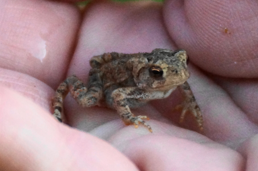 The warm, wet weather has pushed this year's crop of toads and frogs to record levels. They can get a little loud at night, but they eat bugs so we at knottlane hold a staunchly pro-amphibian perspective.