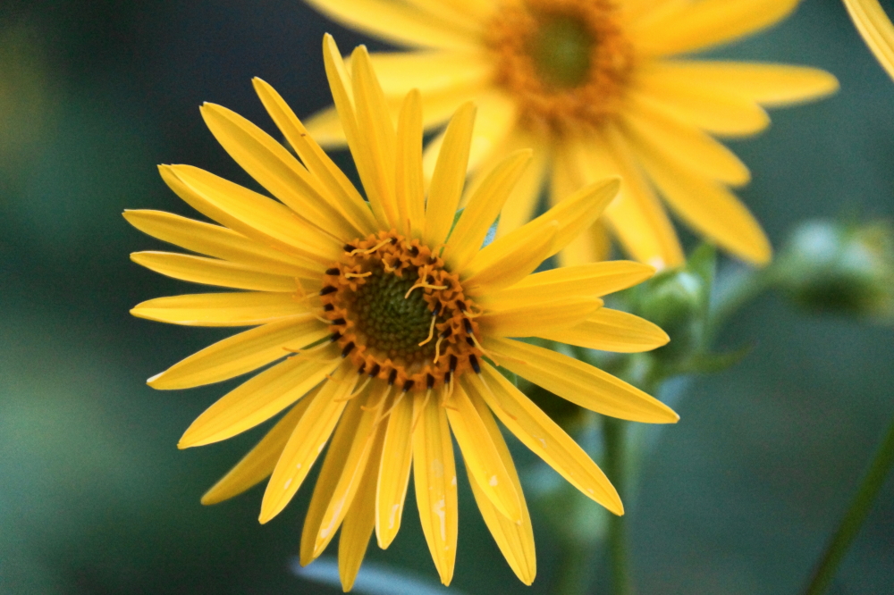 Area plants are loving the weather, too.