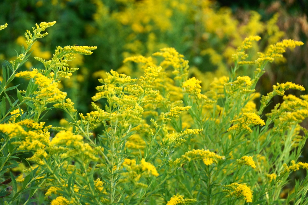 In addition to adding color on the shoreline, some plants are bestowing upon many itchy eyes and a running nose. Fortunately, ragweed season will be over before you know it.  In the meantime Allegra is cheap and plentiful (and non-drowsy!).