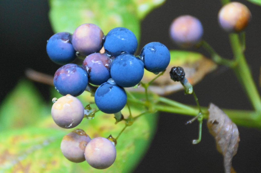 It's berry season in the woods. They add a splash of ripening, probably poisonous color to the forest floor.