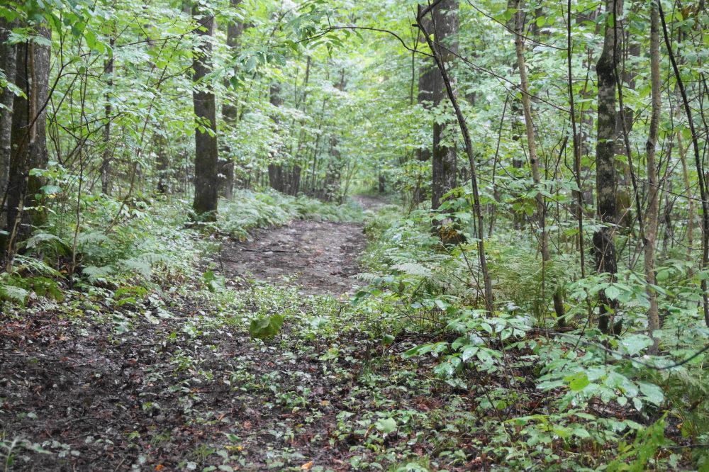 The trails to the sapping fields looked all rain foresty last week.