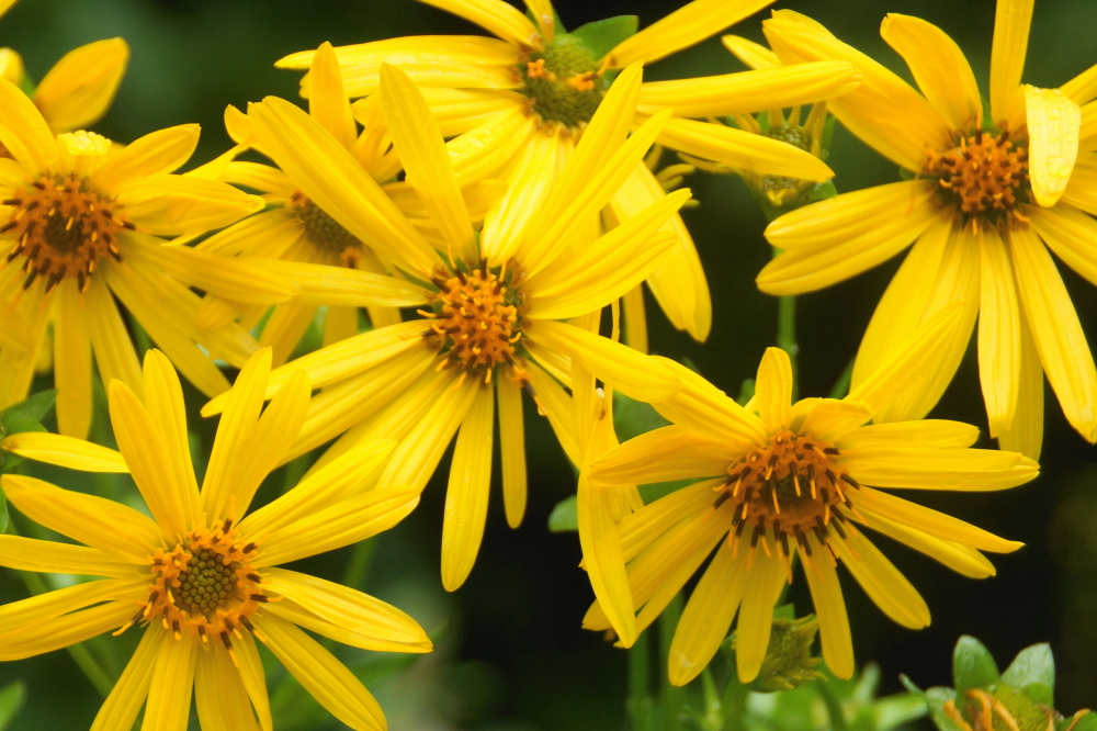 Other plants seem happy with the moist mornings, too.
