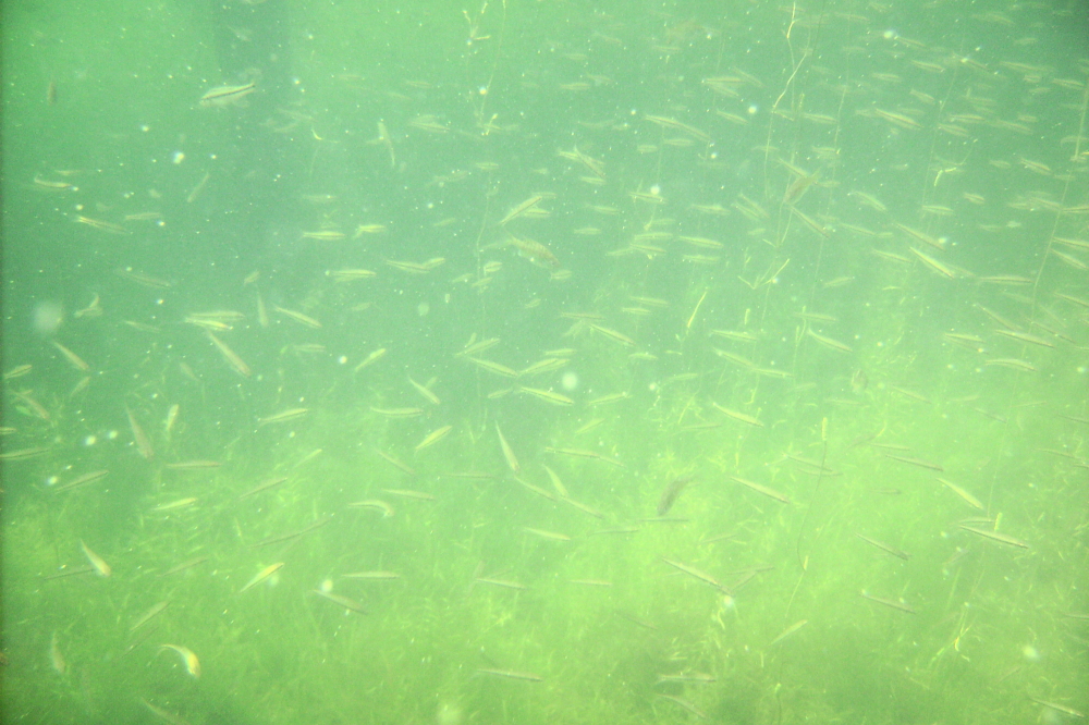 The amount of small fish under the show dock astounded us.