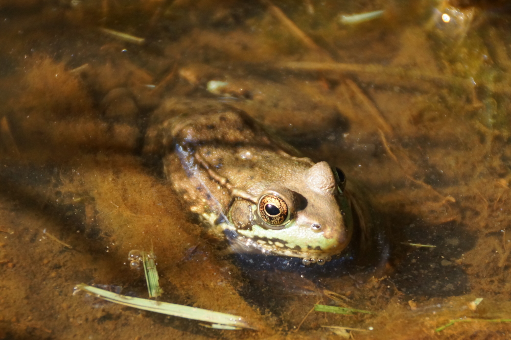 The drier weather has shrunk the puddles and ponds around the lake, but the frogs remain plentiful, well fed, and a muddy shade of green.