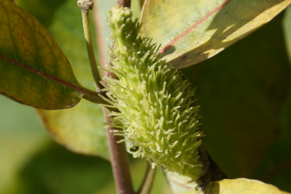 The milkweed pod crop is ripening nicely on the shore of the North end. While there are plenty of plants, pod production seems light this year.