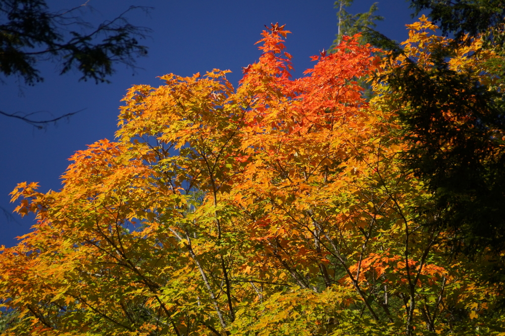 Viewed from the ground, the colors are getting quite spectacular. We should see peak color in about a week or so.