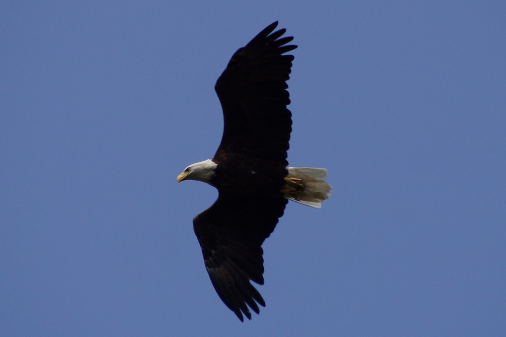 The eagles seemed to always be overhead. In the evening, the loons give an audio alarm when it's time to point your camera up.