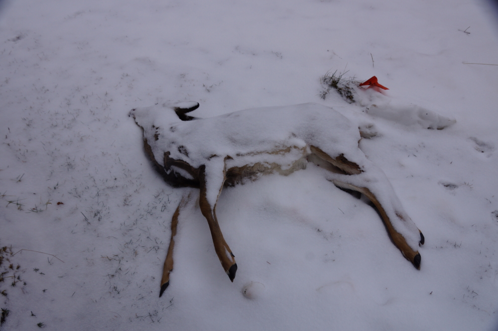 A call was made to the DNR to ask for the free, and bumper tenderized taste treat. They never returned the call. As Christmas approached, nature added a festive flocking to the roadside decoration. A short time after that it disappeared.