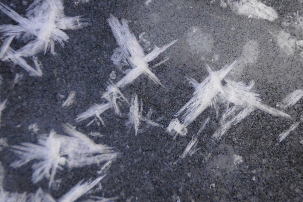 Some even popped up on the lake ice.