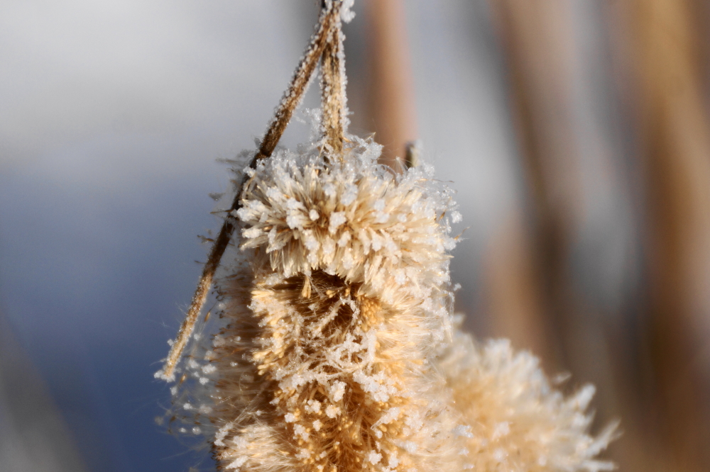 It coated what's left of the cattails.