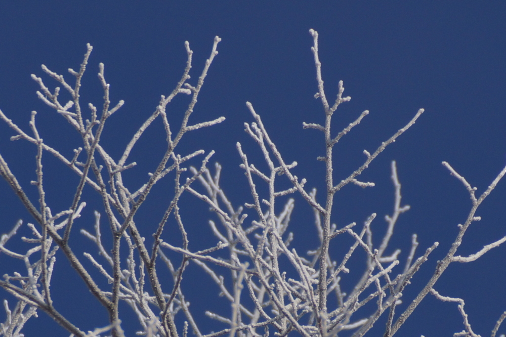 Late in the week, every morning it daubed the deciduous.