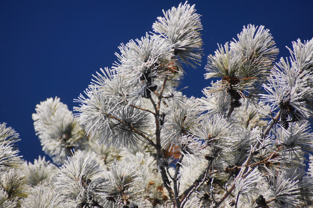 It covered the conifers.