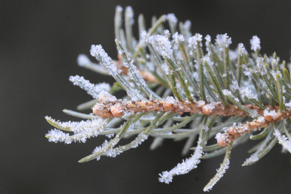 On most of the mornings for the second week in a row, first light bounced off an ice flocking that covered trees, cars, and cattails.