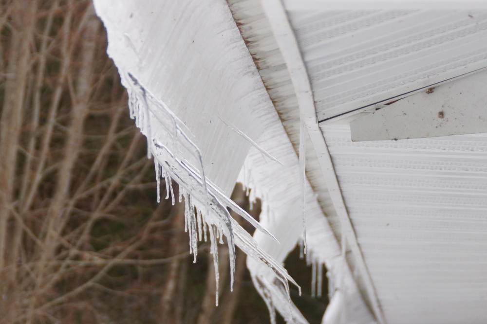 The sun and "warmth" resulted in the Bar cutting its first teeth of the Winter.