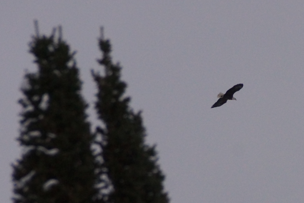 The extreme cold did not stop local eagles from soaring up the North end of the lake.