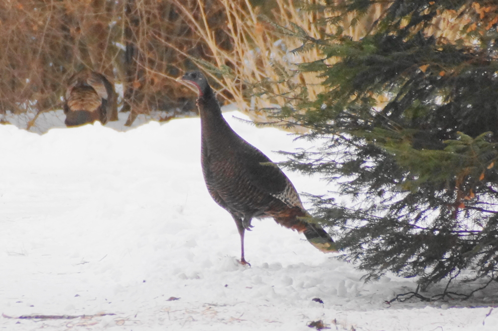 The wild turkeys did not seem to be fazed by the winter harshness either.