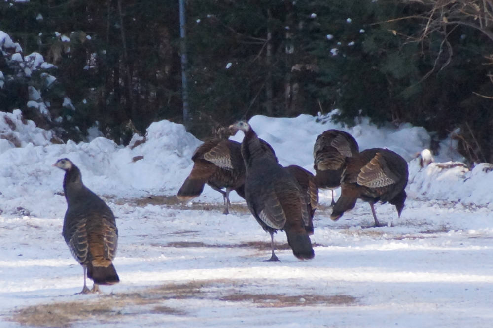 The local flock of wild turkeys seem to prefer their driveways plowed and well corned.