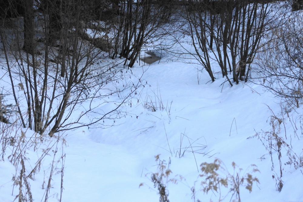 After midweek, it got warmer again. The creeks flowing into the lake began to thaw and the sound of running water could be heard under the 2-cycle howling of snowmobiles.
