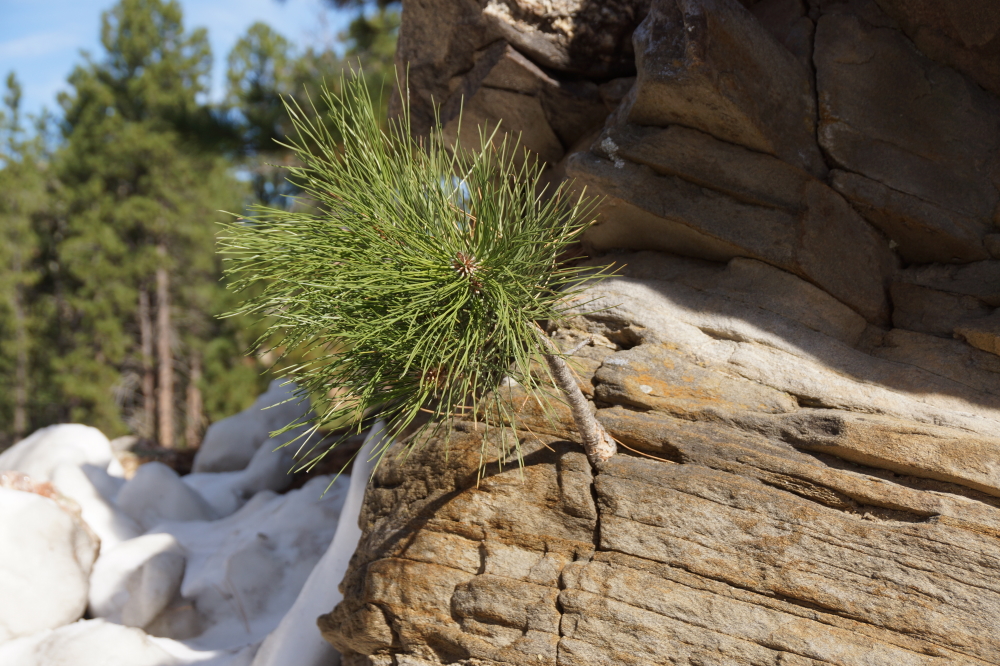 Tenacious, adjective, tending to keep a firm hold of something; clinging or adhering closely.