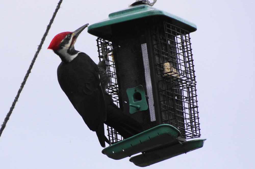 The squirrels were no match for this big boy. A large, fearless pileated kept the bar's feeder fuzzy free and low on suet during the weekend.