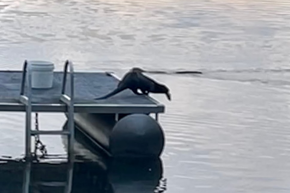 And Ottery! On the North end of the lake, a river otter was seen playing on a raft with a big bluegill.