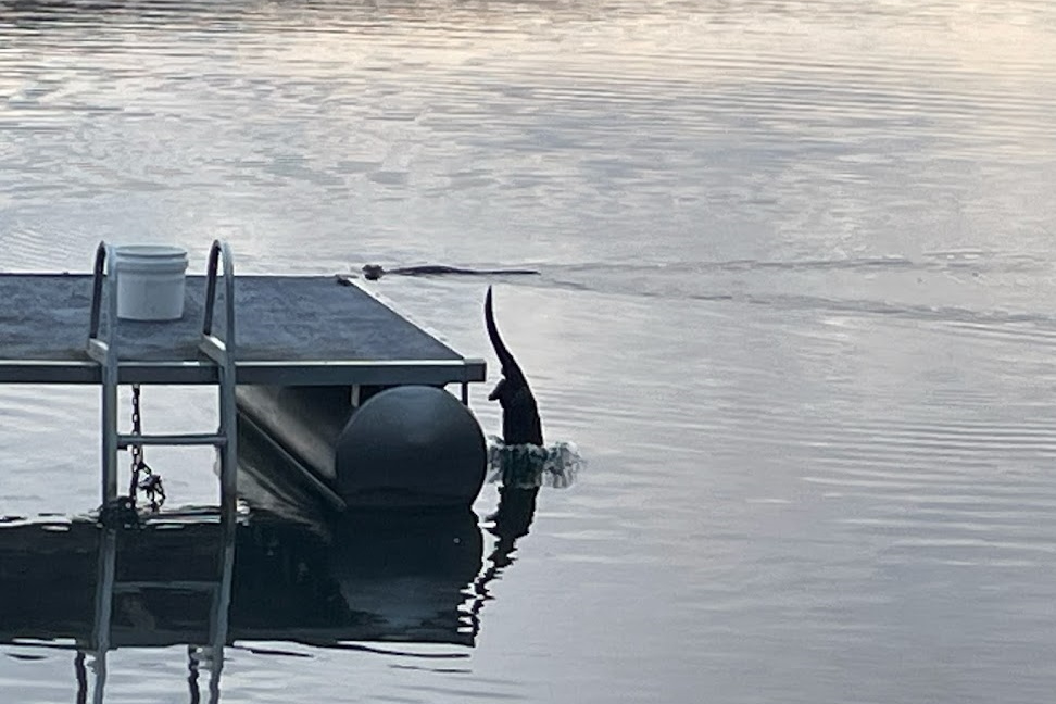 In addition to being a fine fisherman, It turned out to be a pretty good diver, too. The River Otter Show can be seen on the knottlane webcam on random mornings from now until ice-in.
