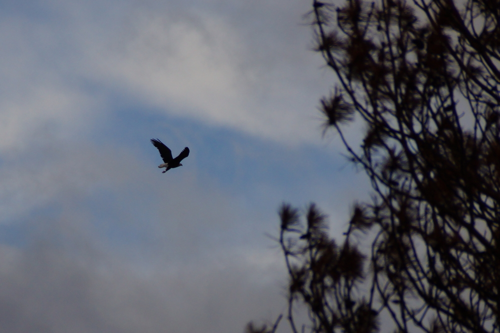 During much of last week, Eagles could be spotted almost every time you looked up.