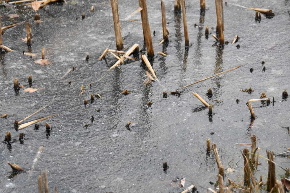 Puddles and small ponds around the lake started the mornings with an ice cover. By the end of the week, afternoons and evenings had them ice covered, too.