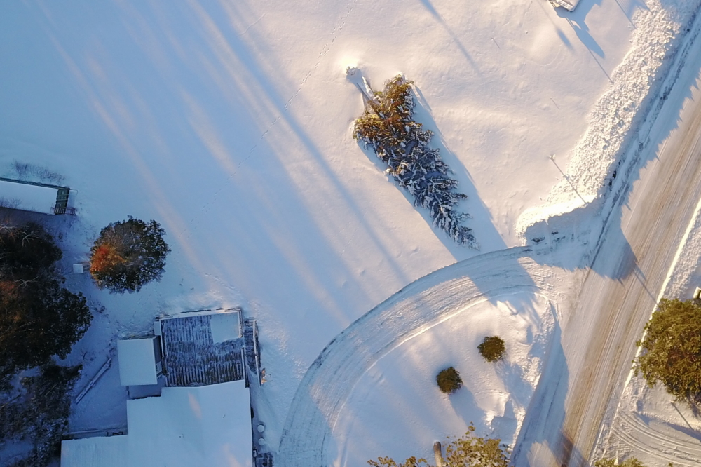 We are becoming more concerned about the bent pine on the bar's lawn. It's still green and all, but does not seem to be springing back.