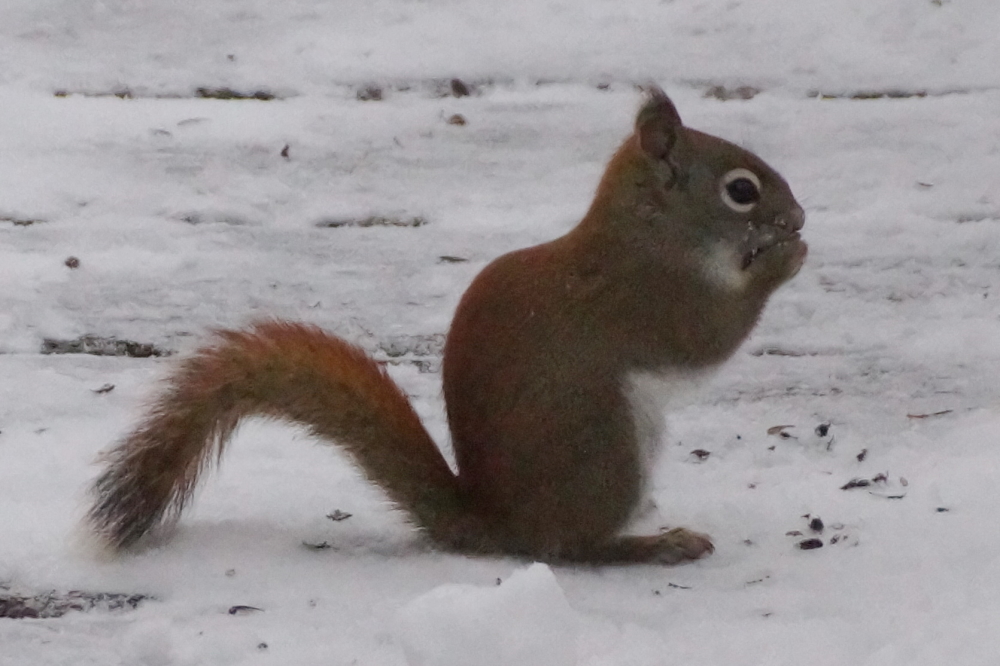 Usually squirrels go dormant during a Coldpocalypse, but so far the little buggers are continuing to scamper about and raid bird feeders. 