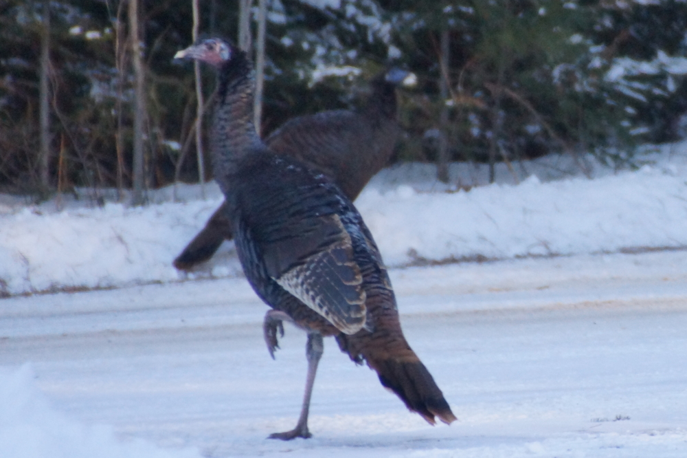 After seeds, the turkeys show off impressive feats of balance. It's like a late November Cirque du Soleil show, but with more skittish performers that can sort of fly.   And if you are not pleased with the show, there's always cranberries.