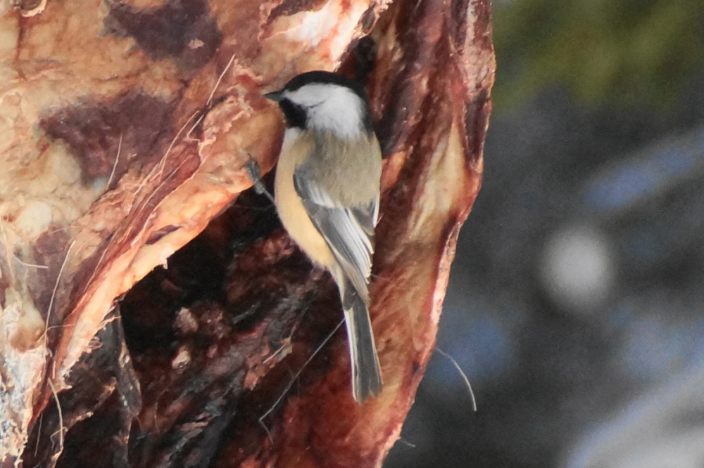 The birds around these parts seem to have given up on seeds and have instead embraced the tallowy taste of venison. Bambi will not be amused.