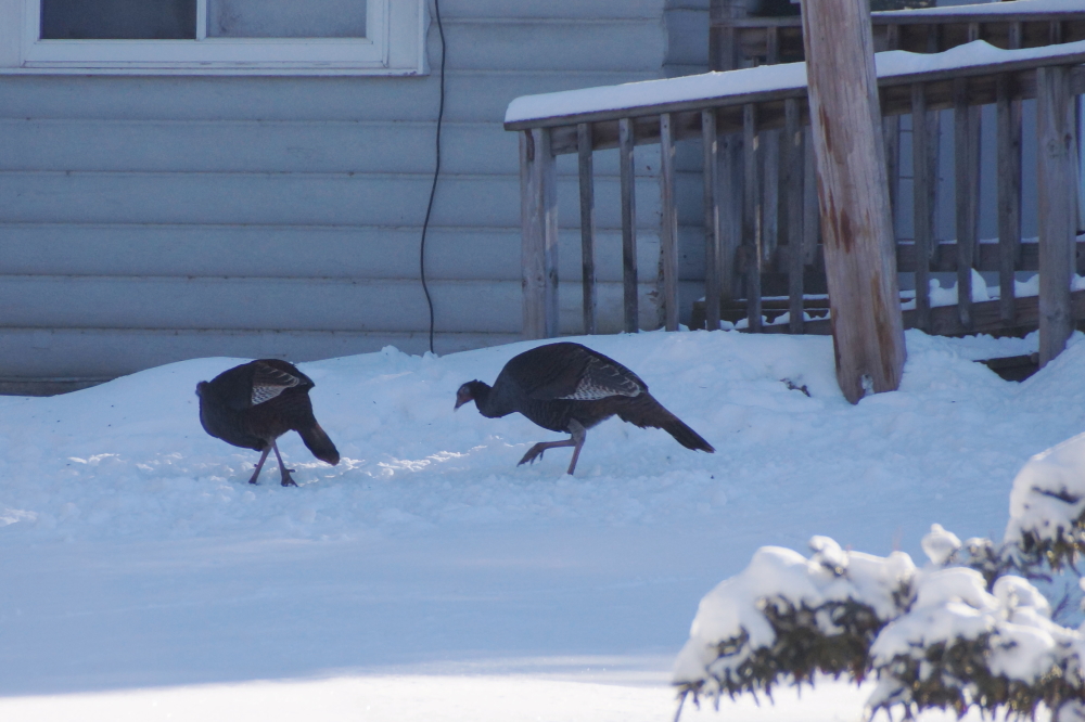 The wild turkeys still seem to be loving any seeds that the fuzzies spill onto the ground.