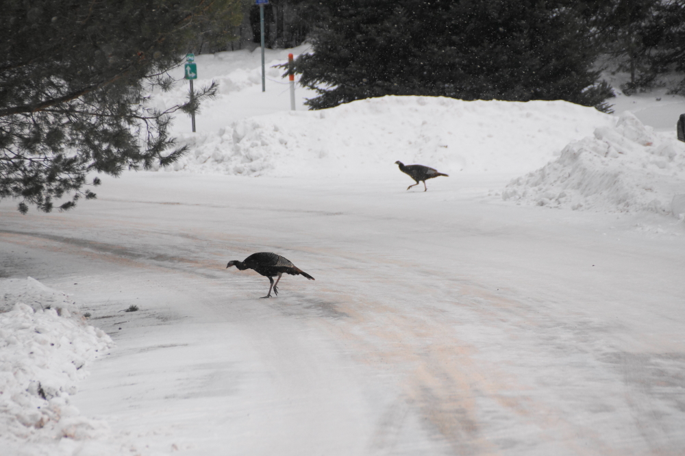 And ice covered roads.