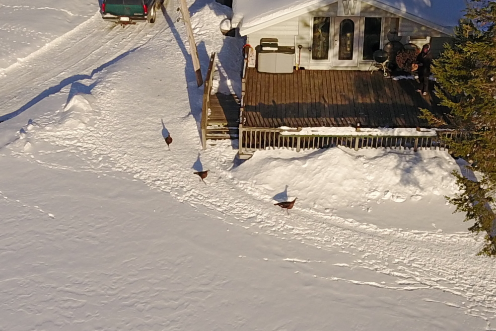 Before the change, short parades of wild turkeys marched a well worn path in front of the bar.