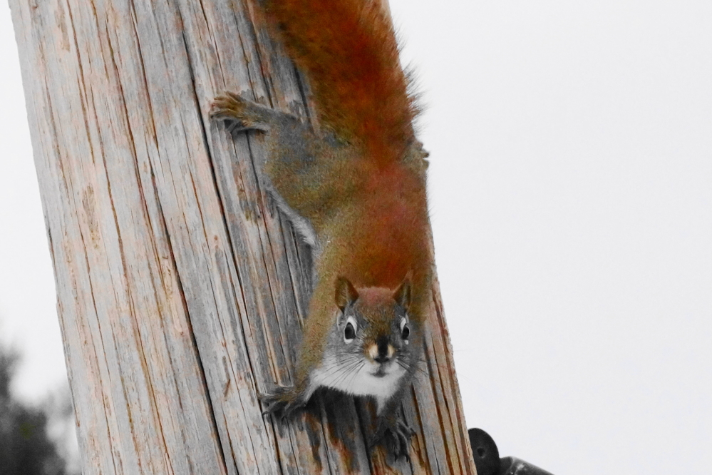 Before the change, squirrels taunted bar owners by constantly raiding bird feeders. To be more accurate, they continued to raid feeders after the change, but before they seemed more happy about it.
