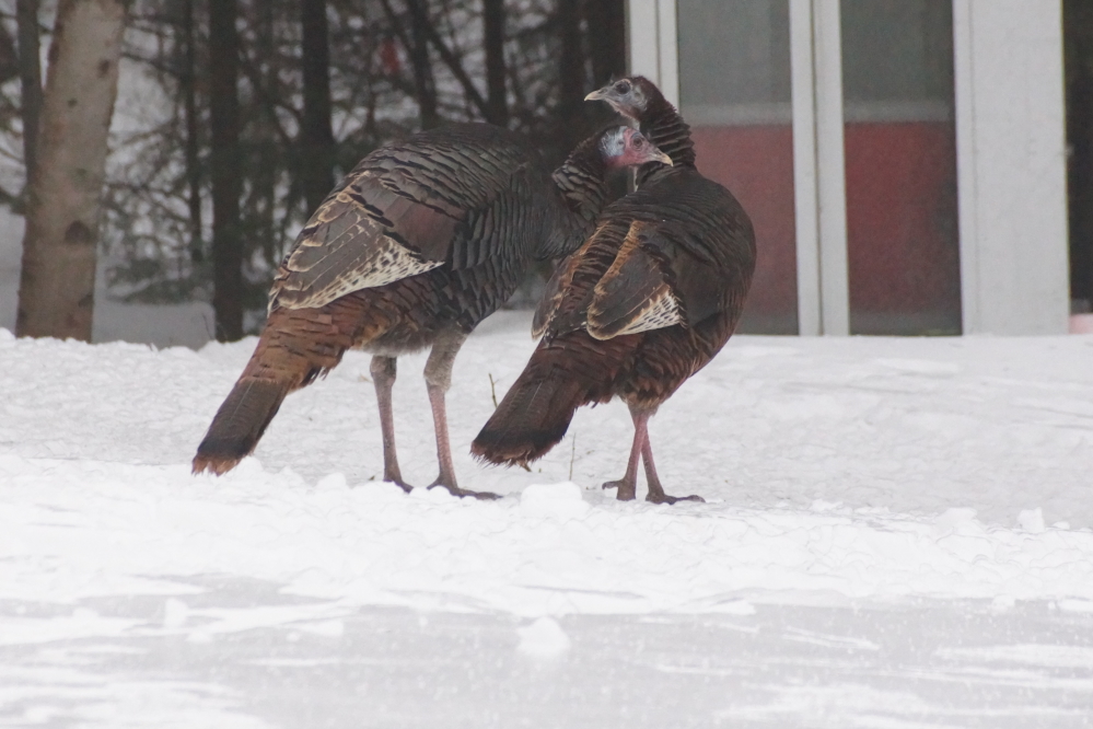 After almost 24 hours the rain stopped. The ice that pretty much covered everything did not seem to lift the contusiony mood of the area.