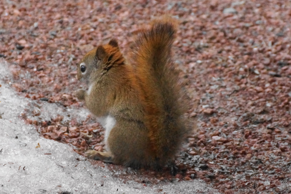 The squirrels seemed to enjoy the snow free driveway as much as the cars.