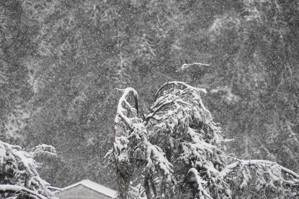 Then it started to snow. Zombie Winter was upon us.