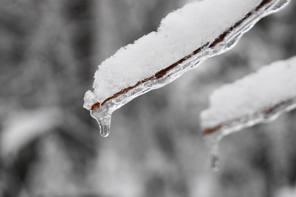In between the snow and the rain, there was ice. It made for a delightful coating on all the trees.