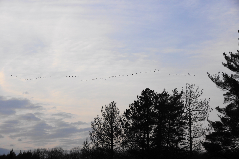 Other signs of Spring included flocks of noise heading North;