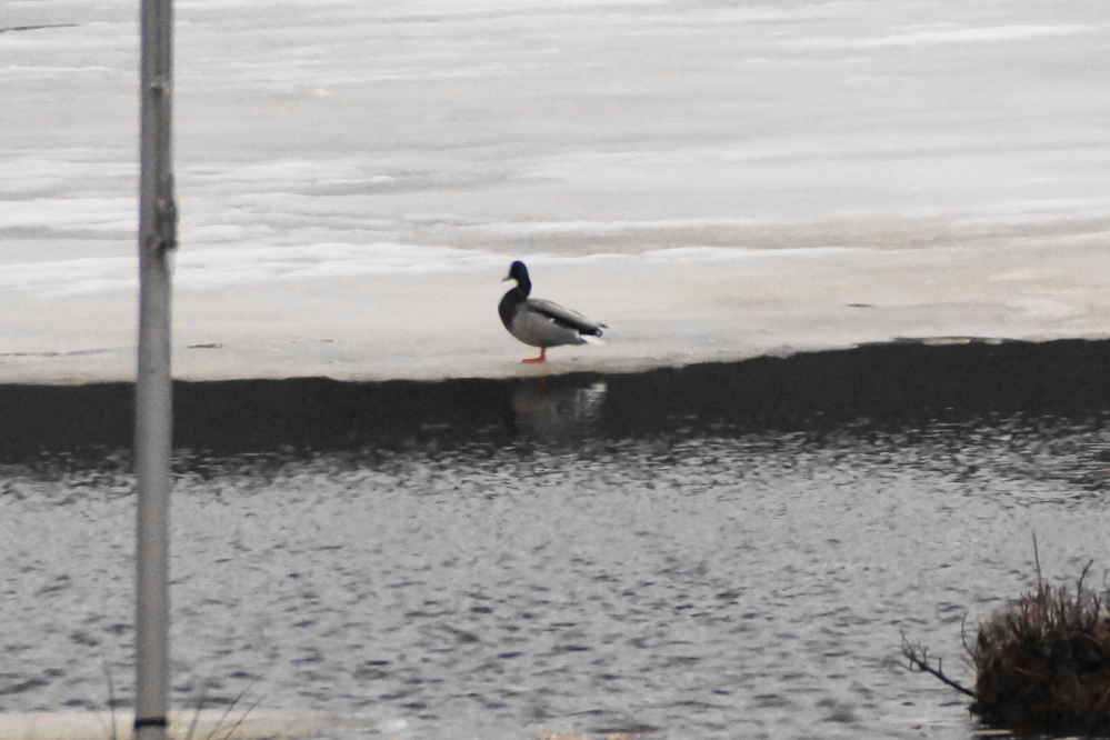 We did not get out on the remaining ice sheet to check its thickness, but the edges of the cracks were still thick enough to support the weight of a duck if that helps.