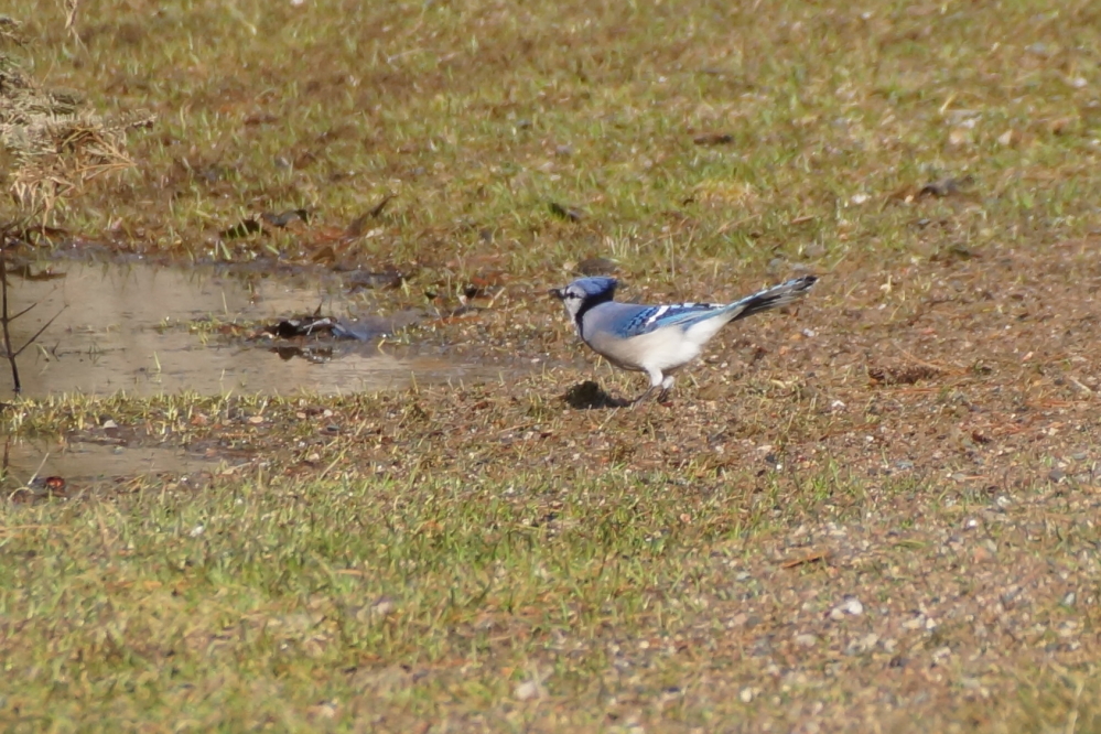 lawns attracting raucous color;