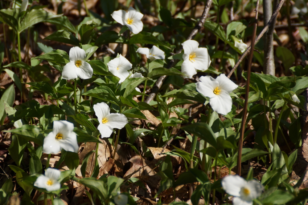 The trillium went from nothing to everywhere.