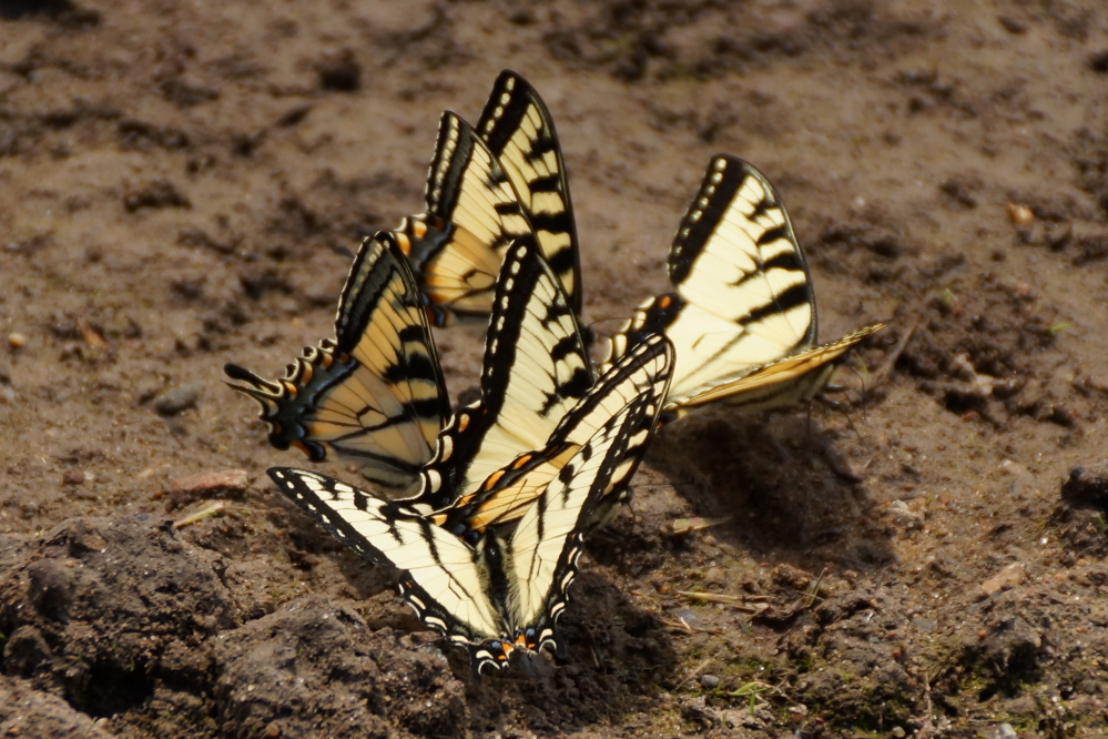 Over the weekend, the north end of the lake had quite a few of these guys fluttering around.