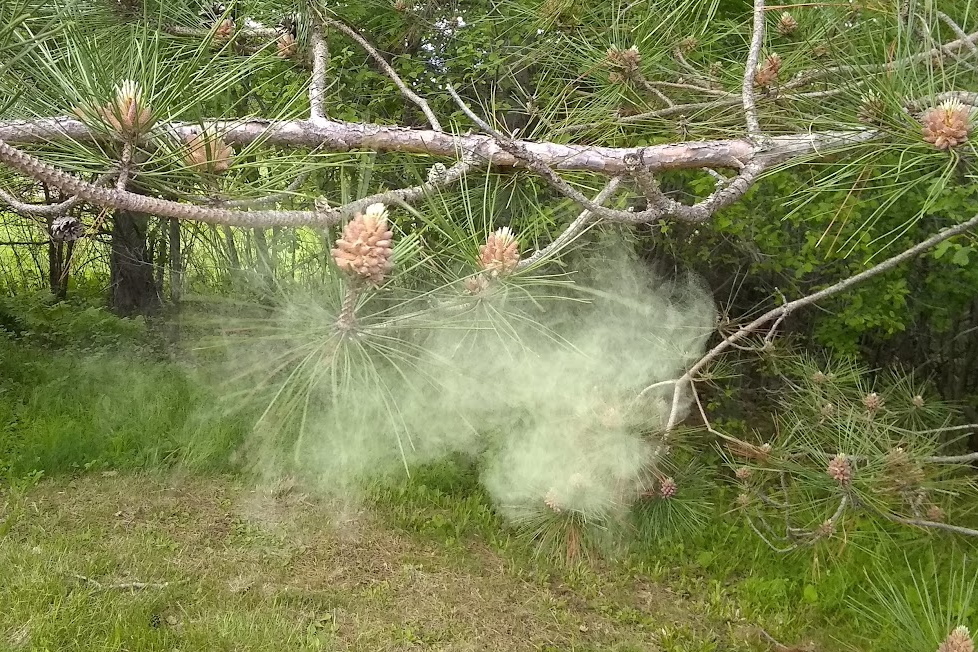 If an errant golf ball hits a pine on the course, the resulting pollen cloud is huge! In this image, we simulated the yellow fog by flicking a pine pollen store on 9 and snapping a picture. 